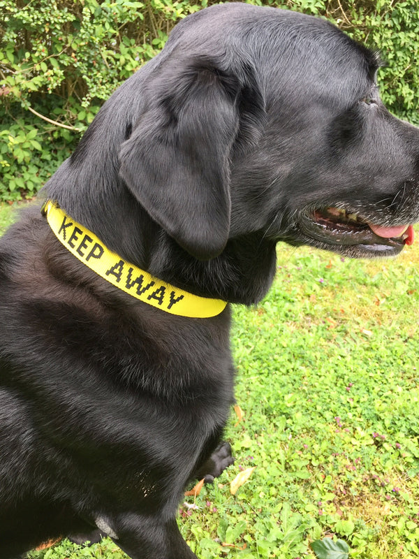 My Anxious Dog Yellow Space Awareness Dog Collar "KEEP AWAY"