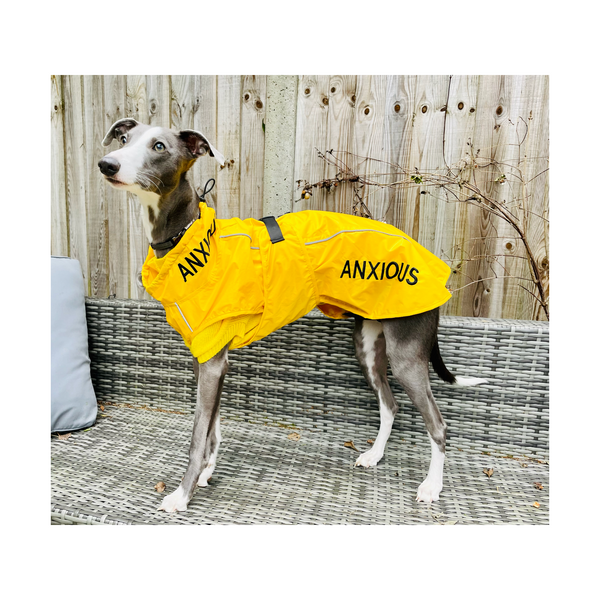 ANXIOUS DOG YELLOW LIGHTWEIGHT RAINCOAT (Large)