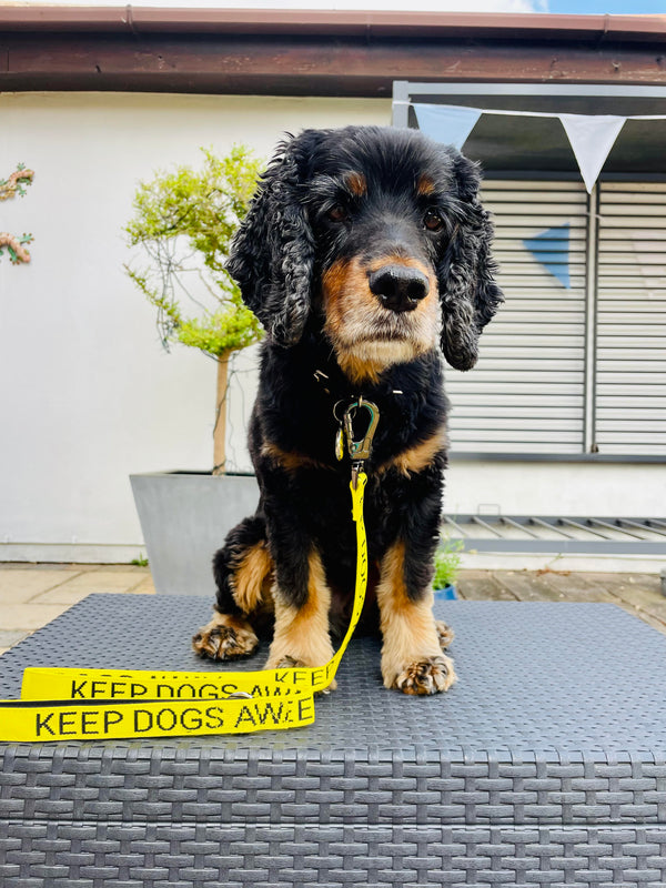 KEEP DOGS AWAY YELLOW SPACE AWARENESS DOG LEAD WITH CARABINER CLIP 1M M/L