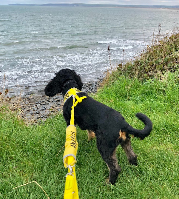 My Anxious Dog Yellow Space Awareness Double Ended Training Lead