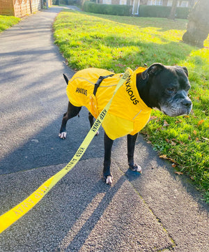 My Anxious Dog Yellow Space Awareness Jumper Large