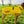 Load image into Gallery viewer, ANXIOUS DOG YELLOW LIGHTWEIGHT RAINCOAT (Large)