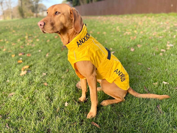 ANXIOUS DOG YELLOW LIGHTWEIGHT RAINCOAT (Large)