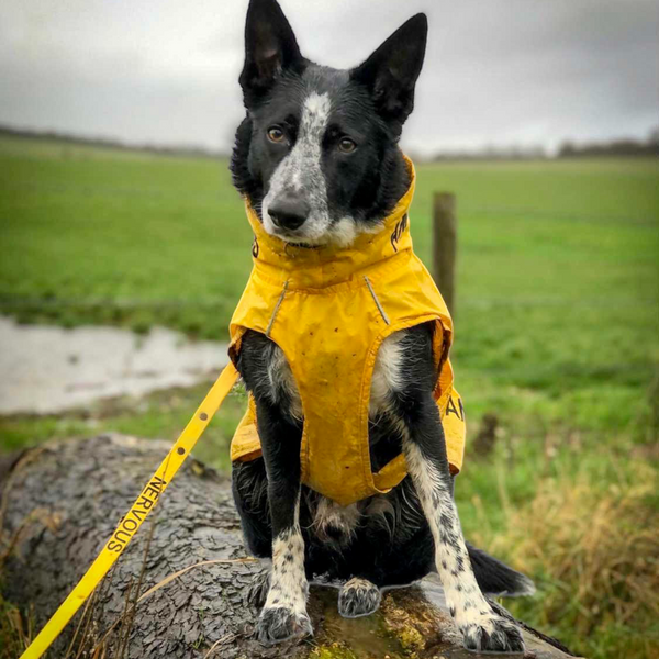 ANXIOUS DOG YELLOW LIGHTWEIGHT RAINCOAT (Large)