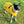 Load image into Gallery viewer, ANXIOUS DOG YELLOW LIGHTWEIGHT RAINCOAT (Large)
