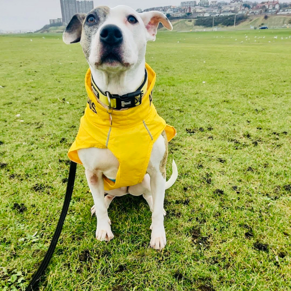ANXIOUS DOG YELLOW LIGHTWEIGHT RAINCOAT (Large)