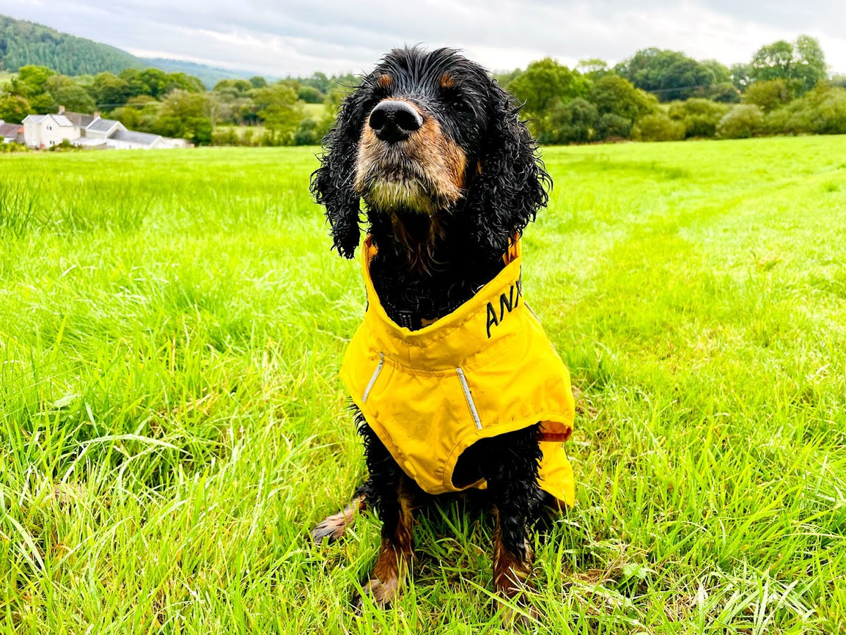 Yellow Dog Rain Coats | Lightweight | My Anxious Dog