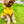 Load image into Gallery viewer, ANXIOUS DOG YELLOW LIGHTWEIGHT RAINCOAT (Medium)