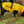 Load image into Gallery viewer, ANXIOUS DOG YELLOW LIGHTWEIGHT RAINCOAT (Small)