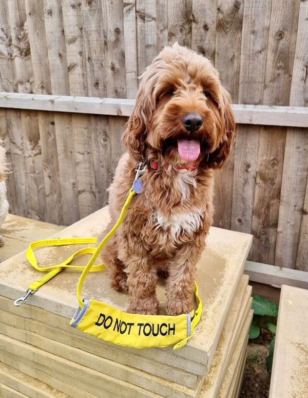 My Anxious Dog Yellow Space Awareness Double Ended Training Lead