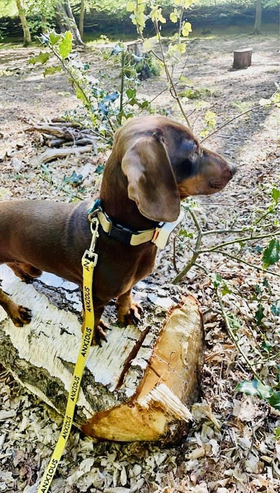 Anxious dog lead Clearance