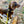 Load image into Gallery viewer, My Anxious Dog Yellow Space Awareness Lead "ANXIOUS" - Small/Medium