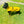 Load image into Gallery viewer, My Anxious Dog Yellow Space Awareness Lead "KEEP AWAY" - Medium/Large