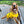 Load image into Gallery viewer, ANXIOUS DOG YELLOW LIGHTWEIGHT RAINCOAT (Medium)