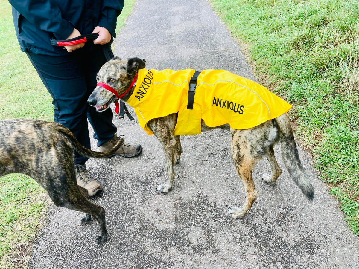 Yellow Dog Jacket Dog Harness That Says Nervous Dogs First Give Me