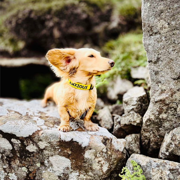 My Anxious Dog Yellow Space Awareness ANXIOUS Dog Collar XS