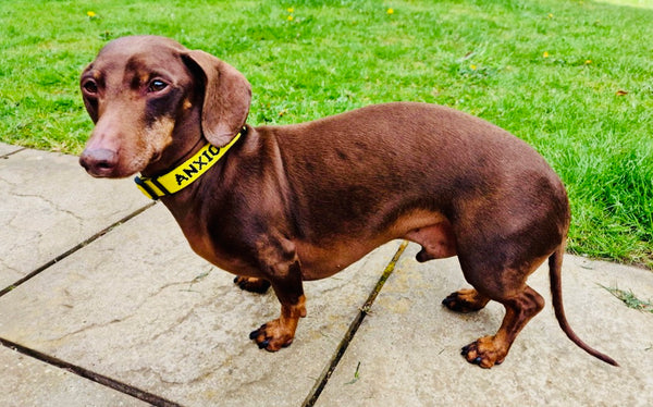 My Anxious Dog Yellow Space Awareness ANXIOUS Dog Collar XS