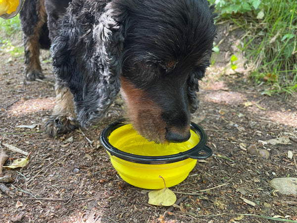 My Anxious Dog Collapsible Yellow water bowl