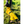 Load image into Gallery viewer, ANXIOUS DOG YELLOW LIGHTWEIGHT RAINCOAT (Medium - Extra Slim)