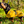 Load image into Gallery viewer, ANXIOUS DOG YELLOW LIGHTWEIGHT RAINCOAT (Small - Extra Slim)