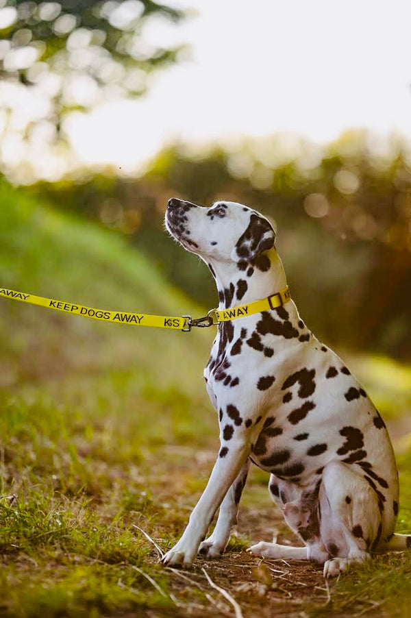 KEEP DOGS AWAY YELLOW SPACE AWARENESS DOG LEAD WITH CARABINER CLIP 1M M/L