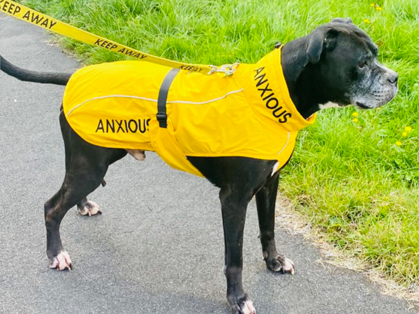 ANXIOUS DOG YELLOW LIGHTWEIGHT RAINCOAT (Large)