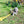 Load image into Gallery viewer, My Anxious Dog Yellow Space Awareness Lead "KEEP AWAY" - Medium/Large