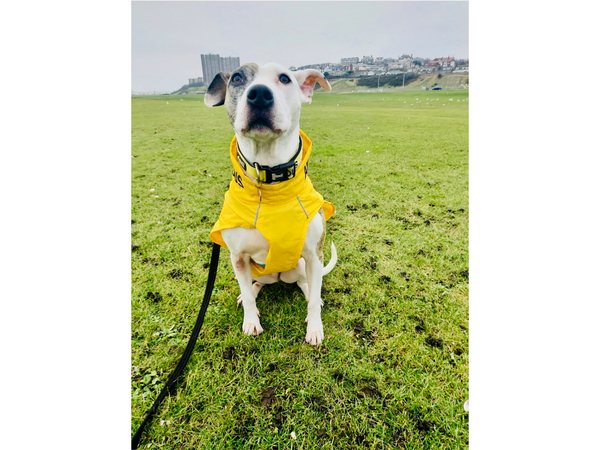 ANXIOUS DOG YELLOW LIGHTWEIGHT RAINCOAT (Large)