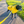 Load image into Gallery viewer, ANXIOUS DOG YELLOW LIGHTWEIGHT RAINCOAT (Large)