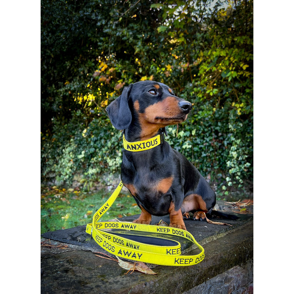 My Anxious Dog Yellow Space Awareness ANXIOUS Dog Collar XS