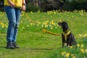 Dogs wearing Yellow & The Crown Estate helps raise awareness