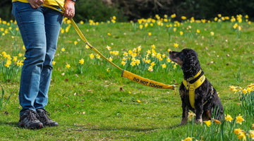 Dogs wearing Yellow & The Crown Estate helps raise awareness