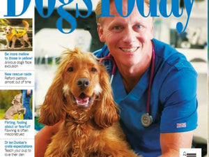 Dogs in Yellow: What it really means (& why the Kennel Club got it wrong)