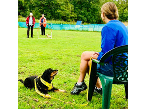 Chatting to Carrie-Anne Selwyn from Canine Hoopers World about our yellow.