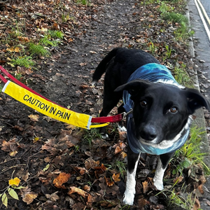 Naughty dog or hidden pain?