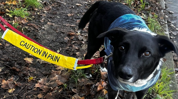 Naughty dog or hidden pain?