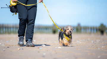 A calmer dog walk starts in yellow