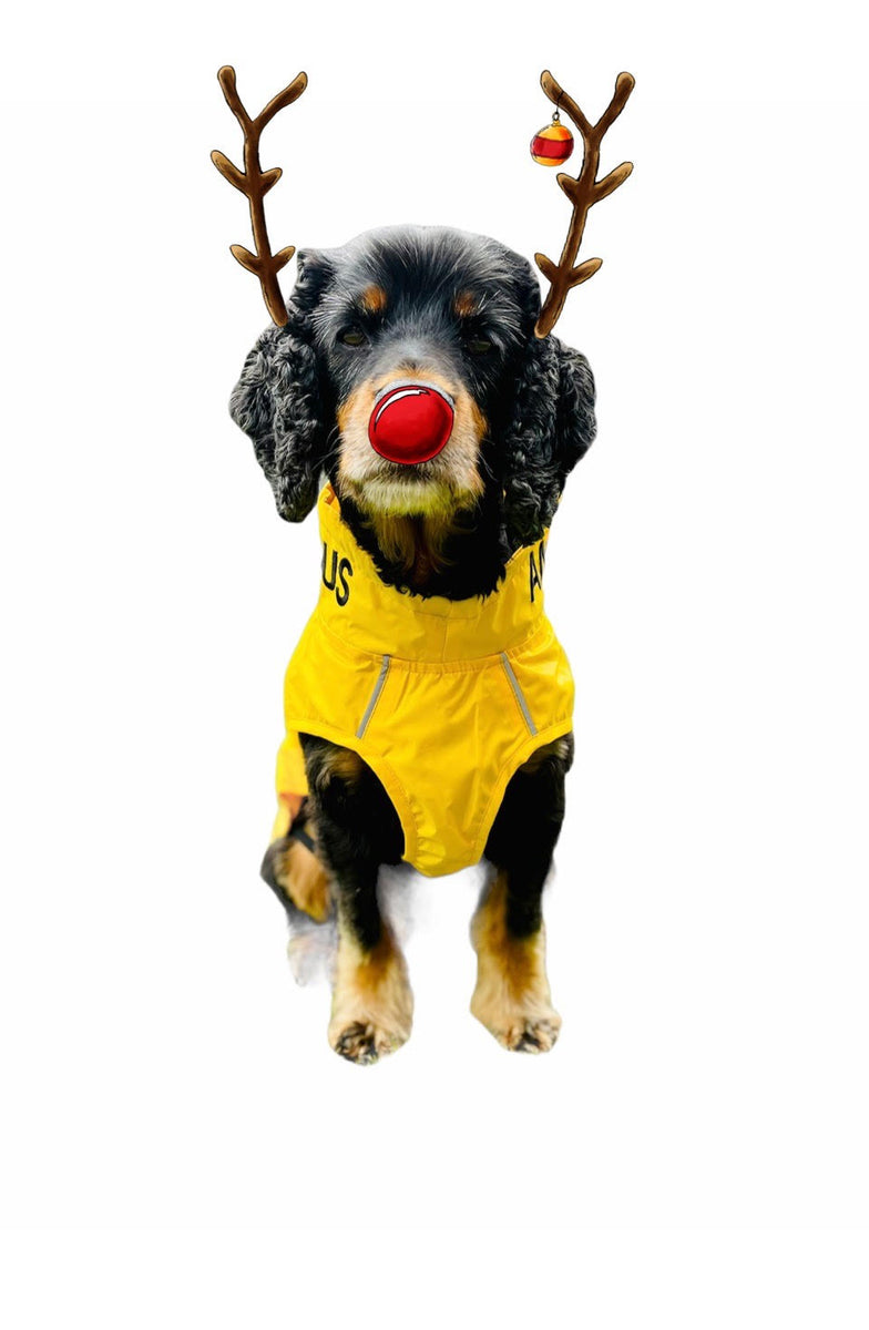 Top Christmas gifts for our anxious and nervous dogs. My Anxious Dog