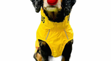 Top Christmas gifts for our anxious and nervous dogs.