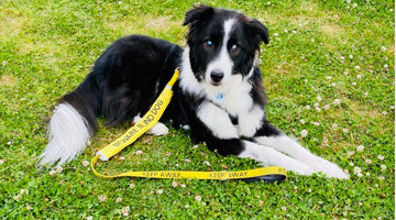 Why Wearing Yellow Can Help Blind Dogs Get the Space They Need
