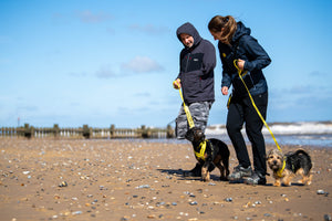 A Tranquil Retreat Perfect for Reactive Dogs and Their Owners