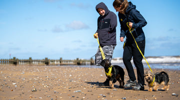 A Tranquil Retreat Perfect for Reactive Dogs and Their Owners