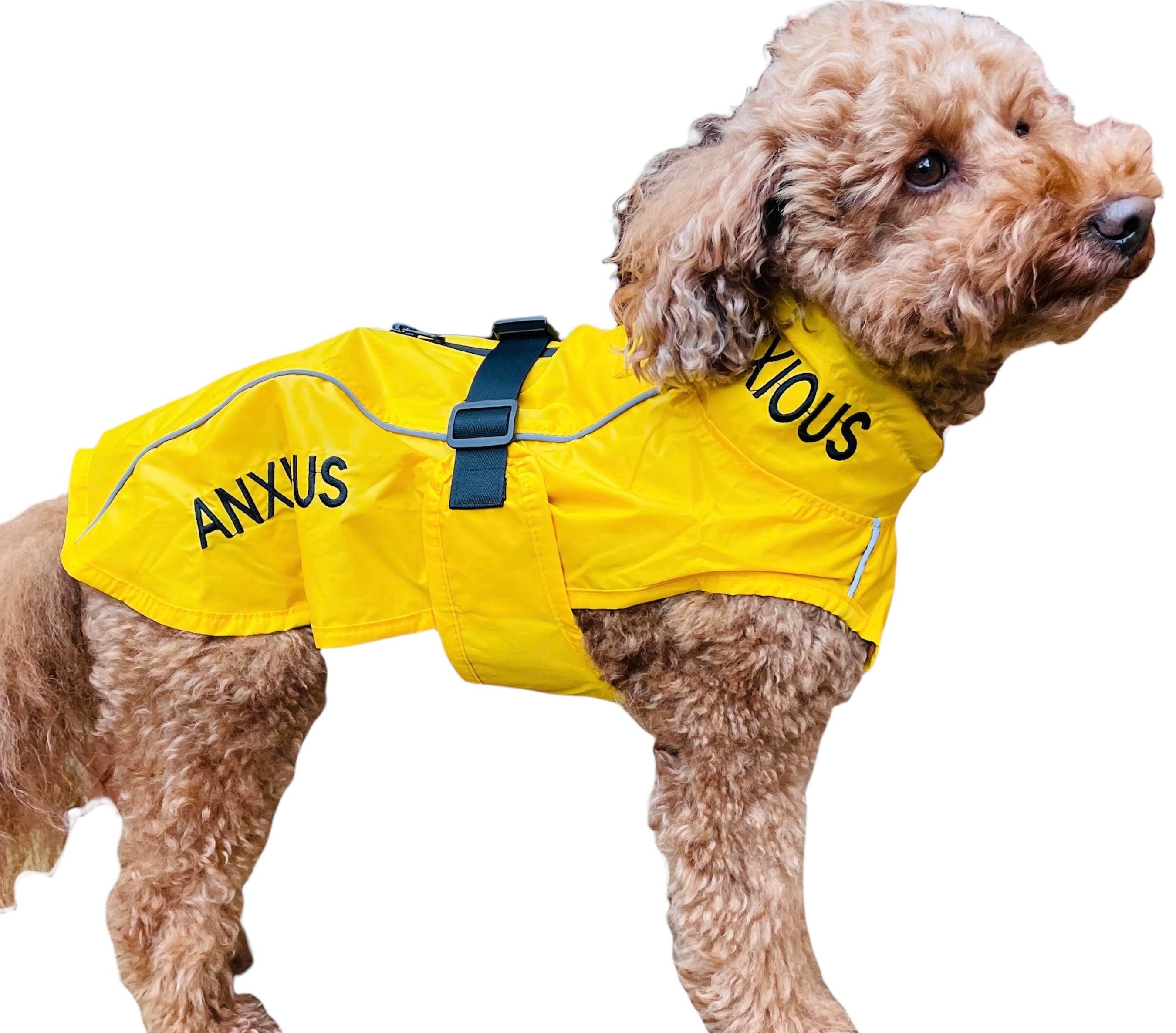 How to tell if a dog is anxious and wants to be ignored. My Anxious Dog