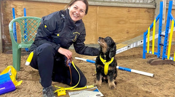 A response to the Kennel Club and the misunderstanding of anxious dogs in yellow