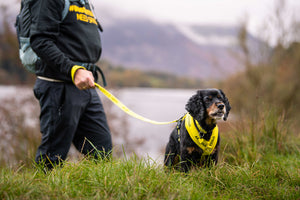 5 Reasons to attend our #dogsinyellow awareness walk in Buckinghamshire