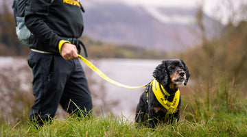 5 Reasons to attend our #dogsinyellow awareness walk in Buckinghamshire