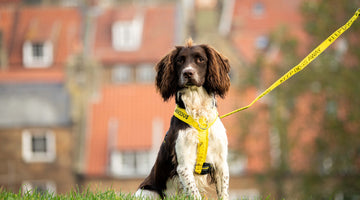What is the best harness for anxious and reactive dogs?