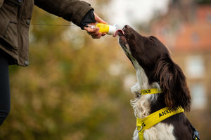 How a squeezy reward dispenser can help anxious dogs stay calm and focused on walks.