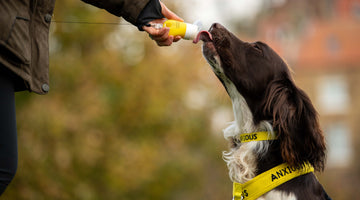How a squeezy reward dispenser can help anxious dogs stay calm and focused on walks.
