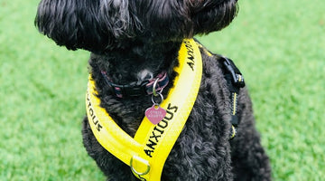 Do you need a good quality padded Y harness for your anxious or nervous dog?